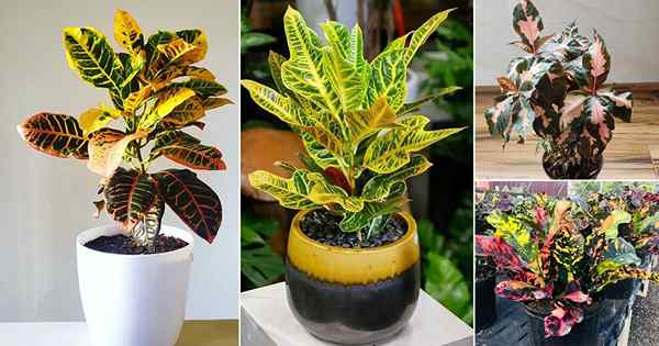 23 tipos diferentes de crotones | Las mejores variedades de croton con fotos