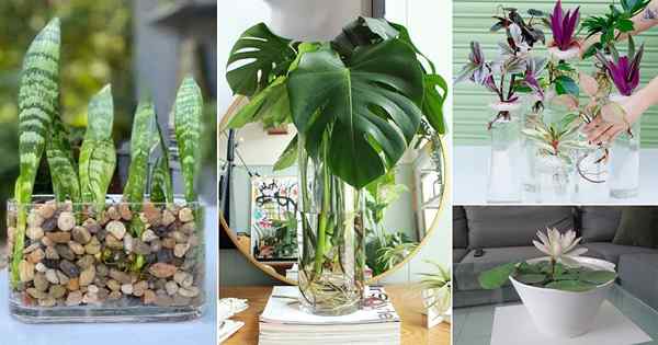 30 plantas bonitas de interior en ideas de jardín de agua