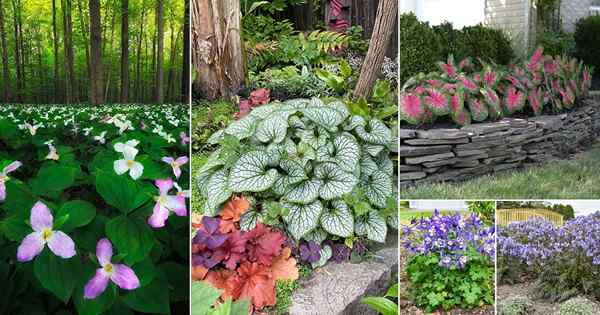 39 plantas al aire libre que crecen sin luz solar