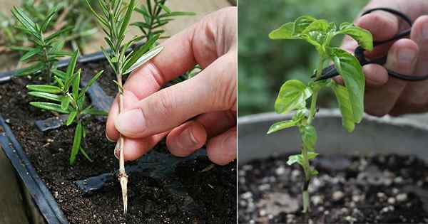 5 herbes qui poussent le mieux à partir des boutures | Herbes qui se propagent des boutures