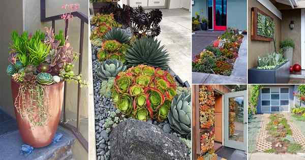 50 idées de «succulente sur l'entrée» la plus moderne