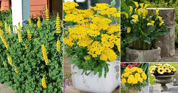 69 types de fleurs jaunes pour le jardin | Plantes à fleurs jaunes