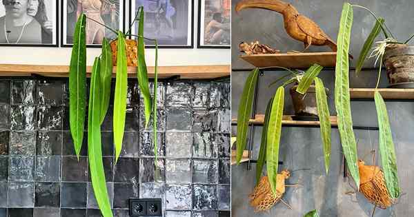 Anthurium pallidiflorum Care et informations