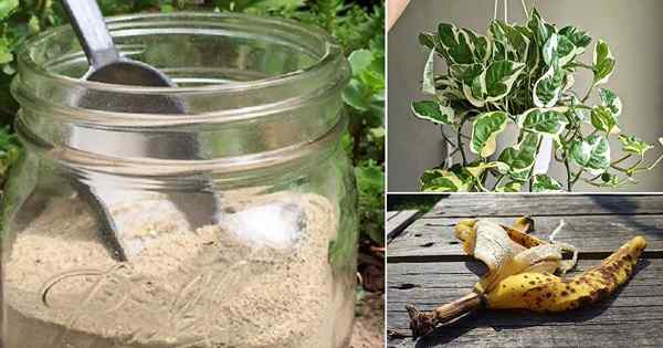 Engrais en poudre de peluche de banane séchée à la maison pour toute plante