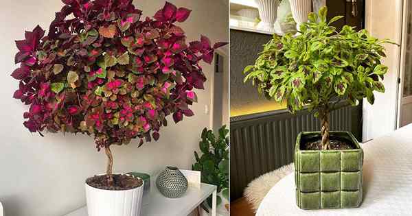 Wie man Coleus als Baum anzieht | Coleus Tree Care Guide